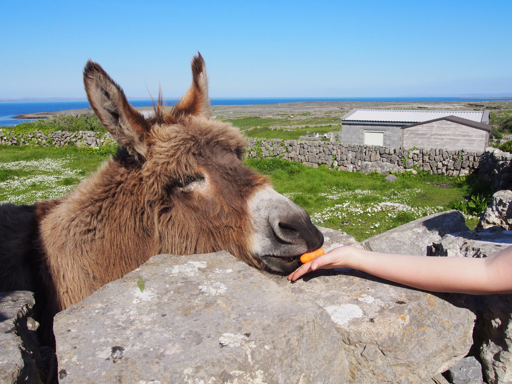 donkey on insihmore island