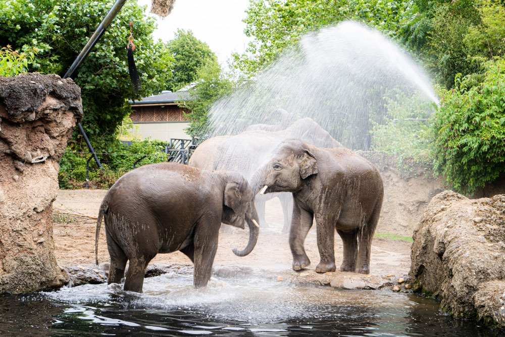 You are currently viewing A Day at Dublin Zoo: A Tale of Wonder and Delight