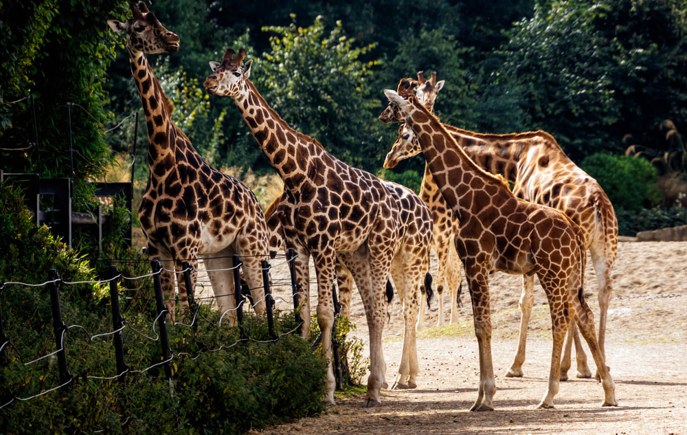 Dublin-Zoo-Giraffes