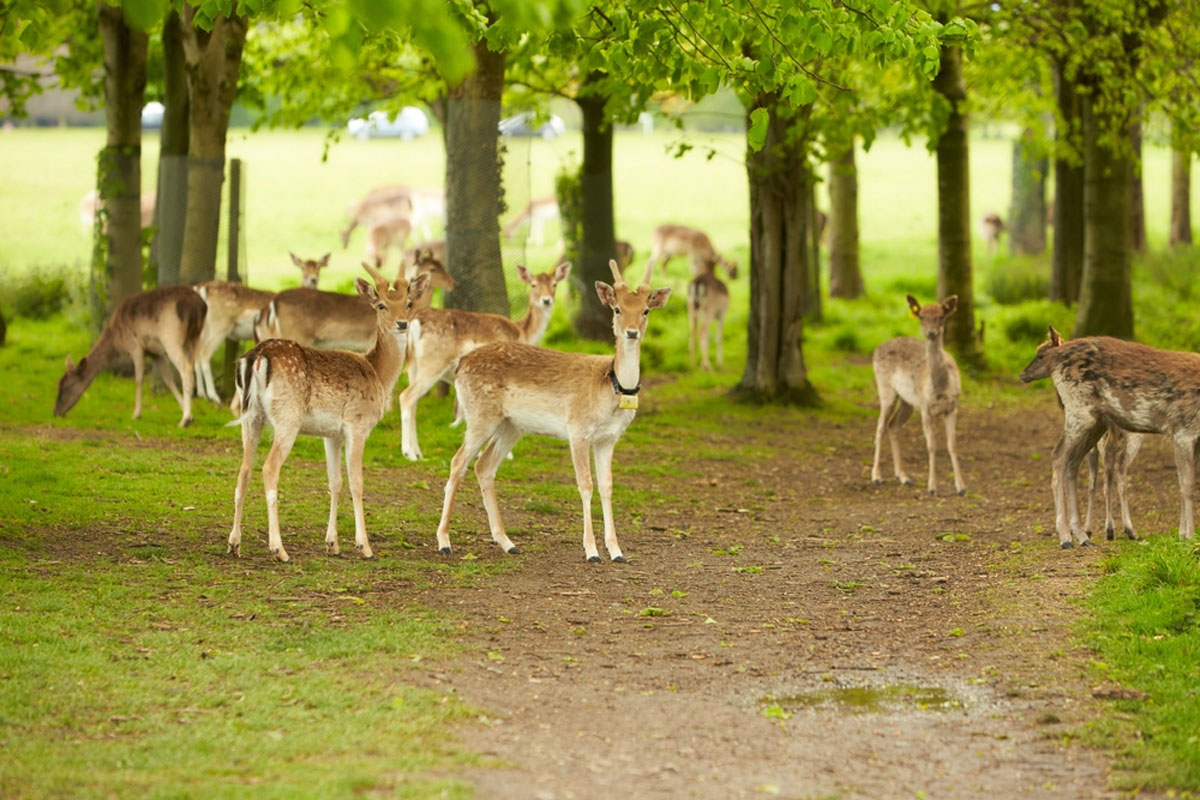 Read more about the article The Phoenix Park: A Journey through Ireland’s Largest Urban Park and Wildlife Haven