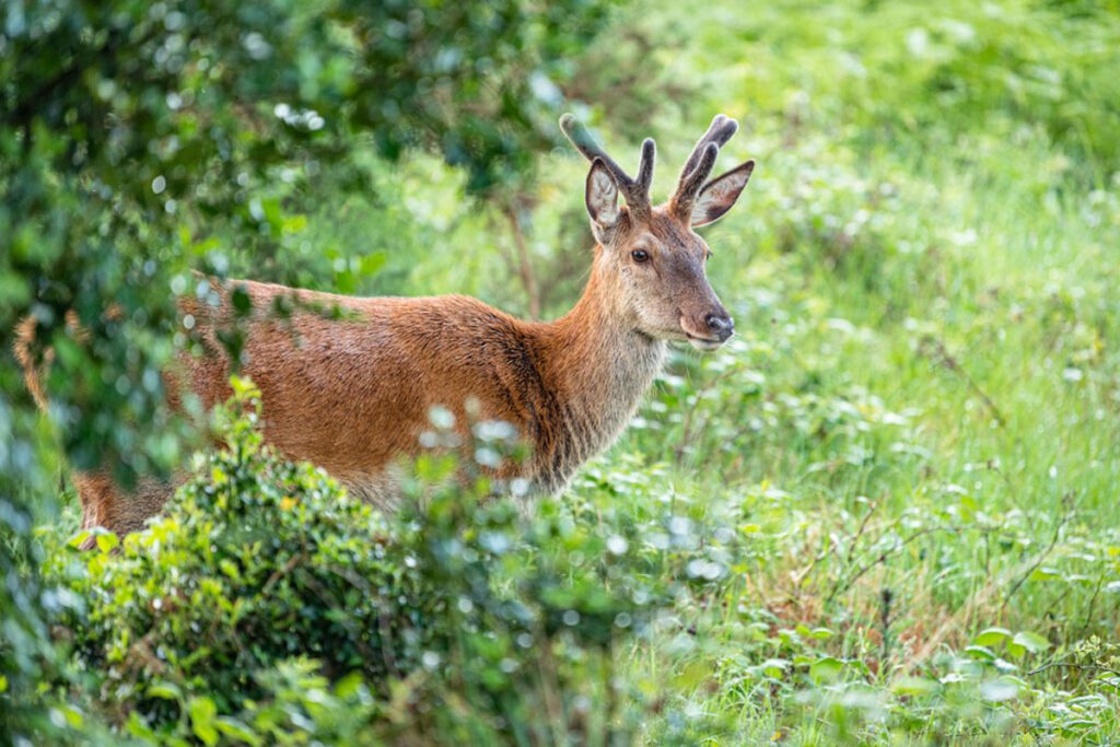 Red Deer - Glenveagh National Park