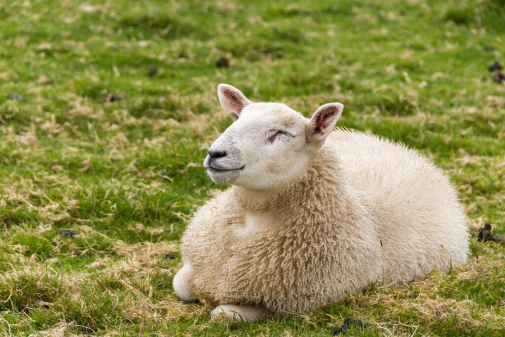 inishbofin sheep