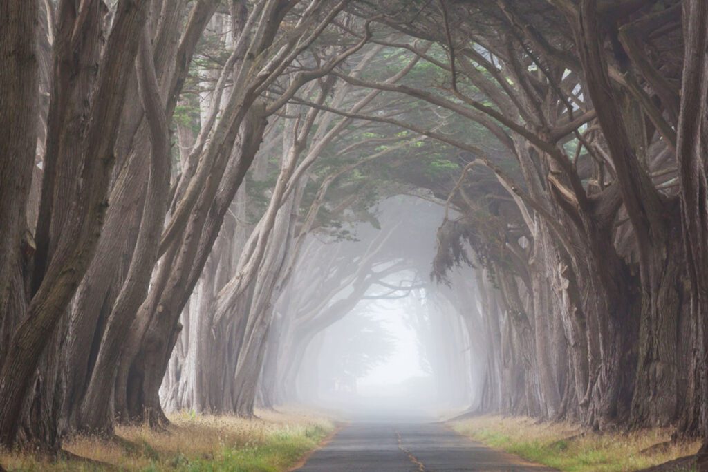 Dark Hedges