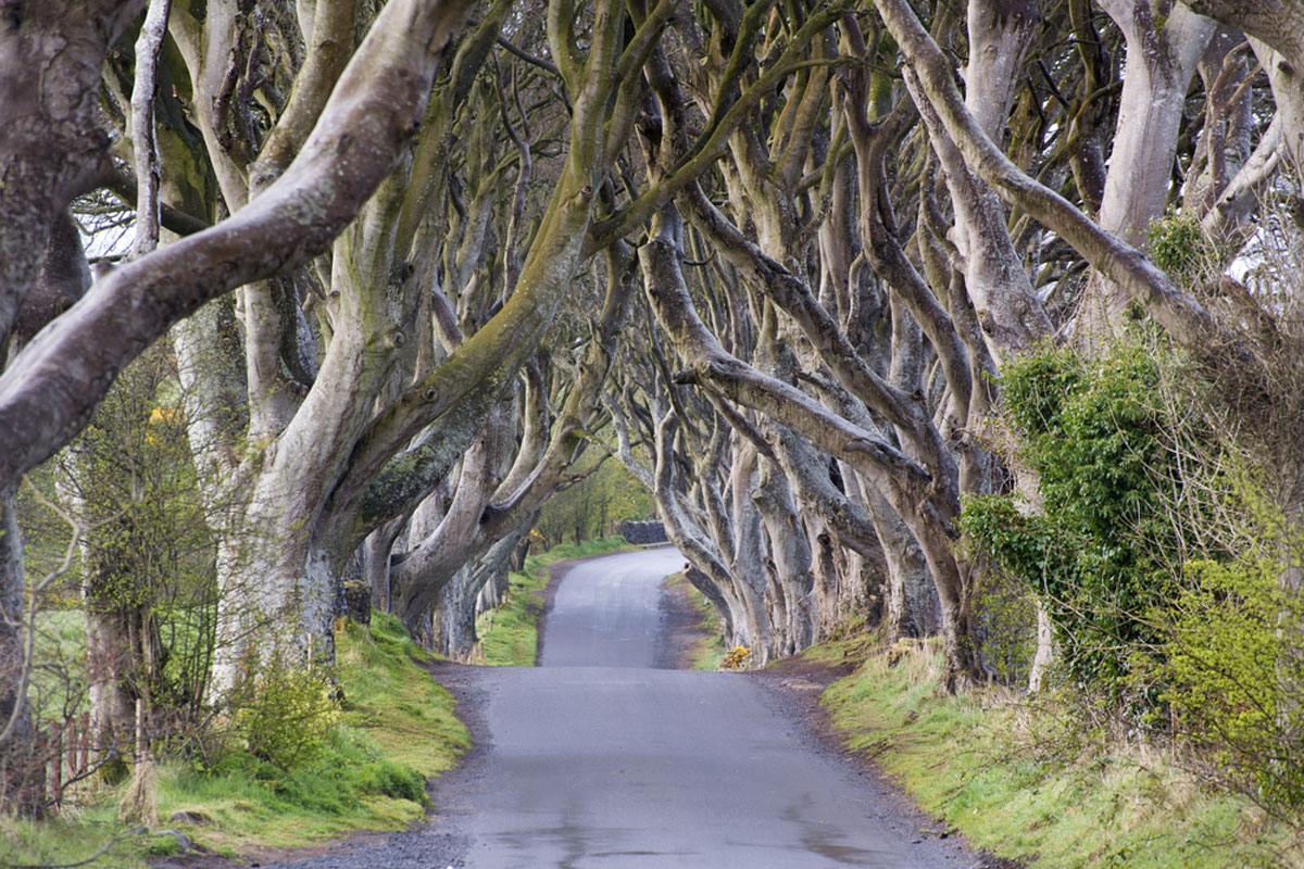 You are currently viewing Exploring the Mysteries of the Dark Hedges