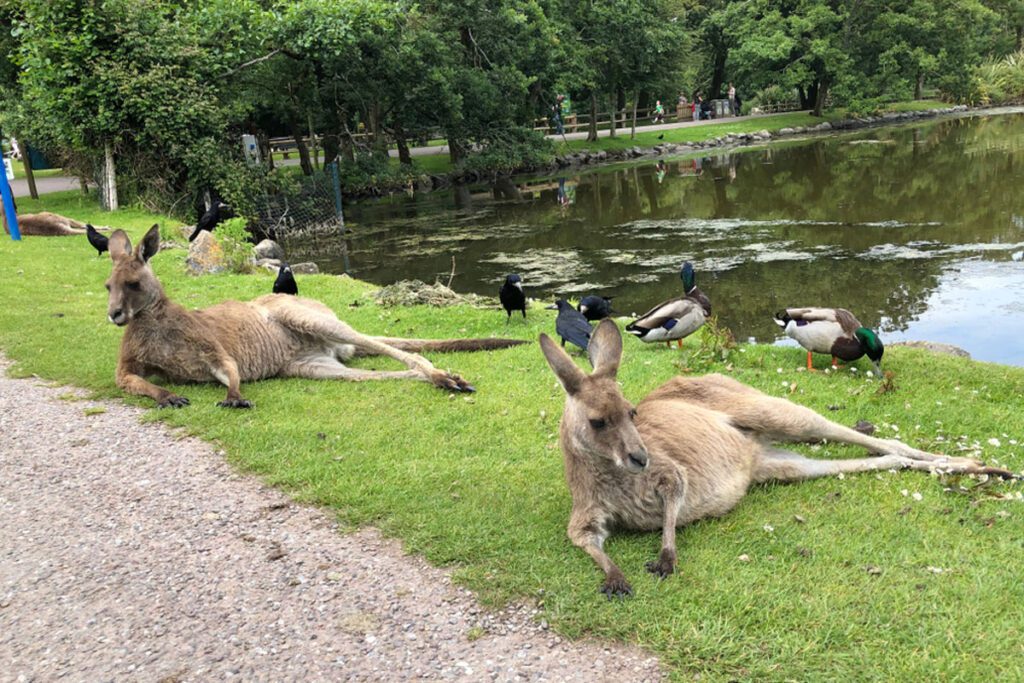 Eastern Grey Kangaroo