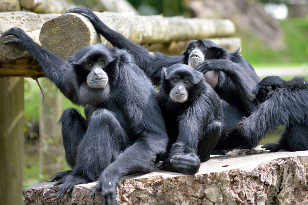 Siamang Gibbon family relaxing in the park