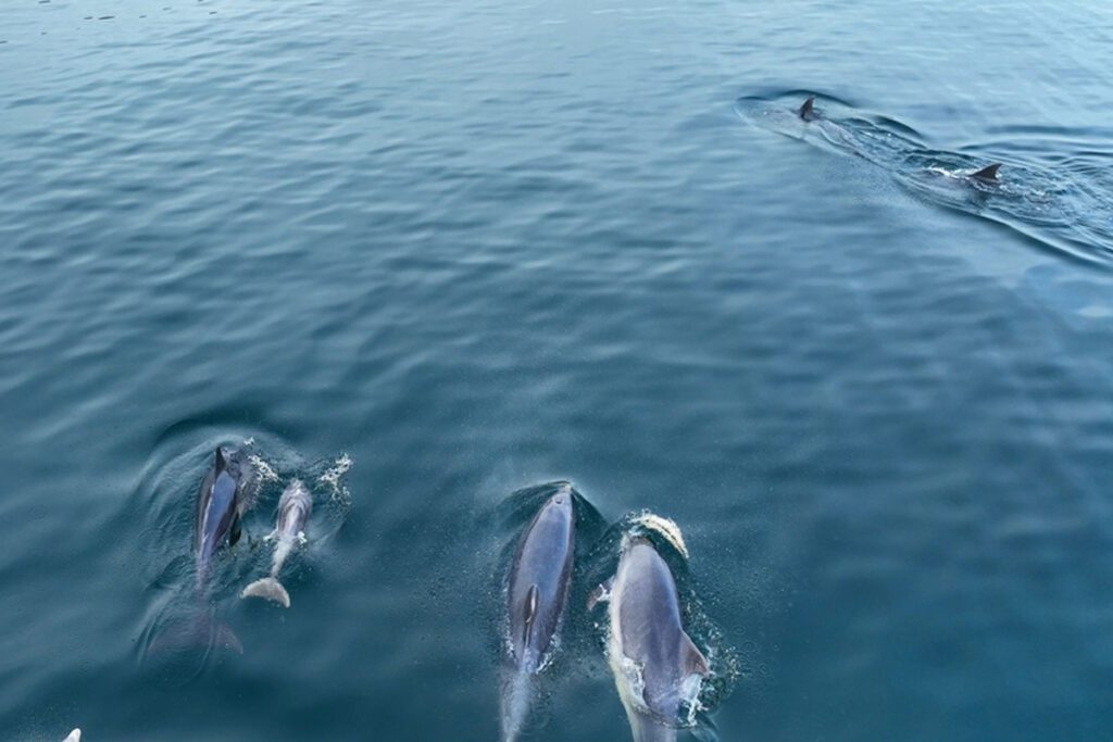 Bottlenose Dolphins