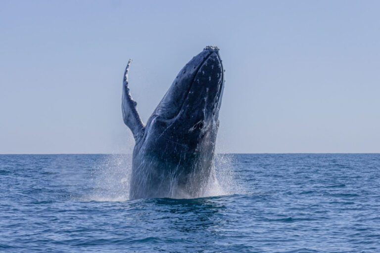 Read more about the article The Shannon Estuary: Whale and Dolphin Watching Opportunities