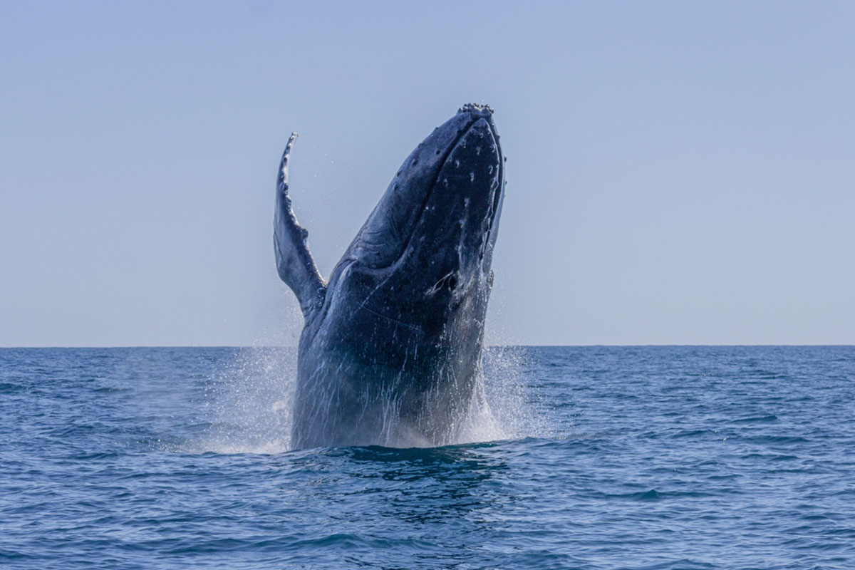 Humpback Whales