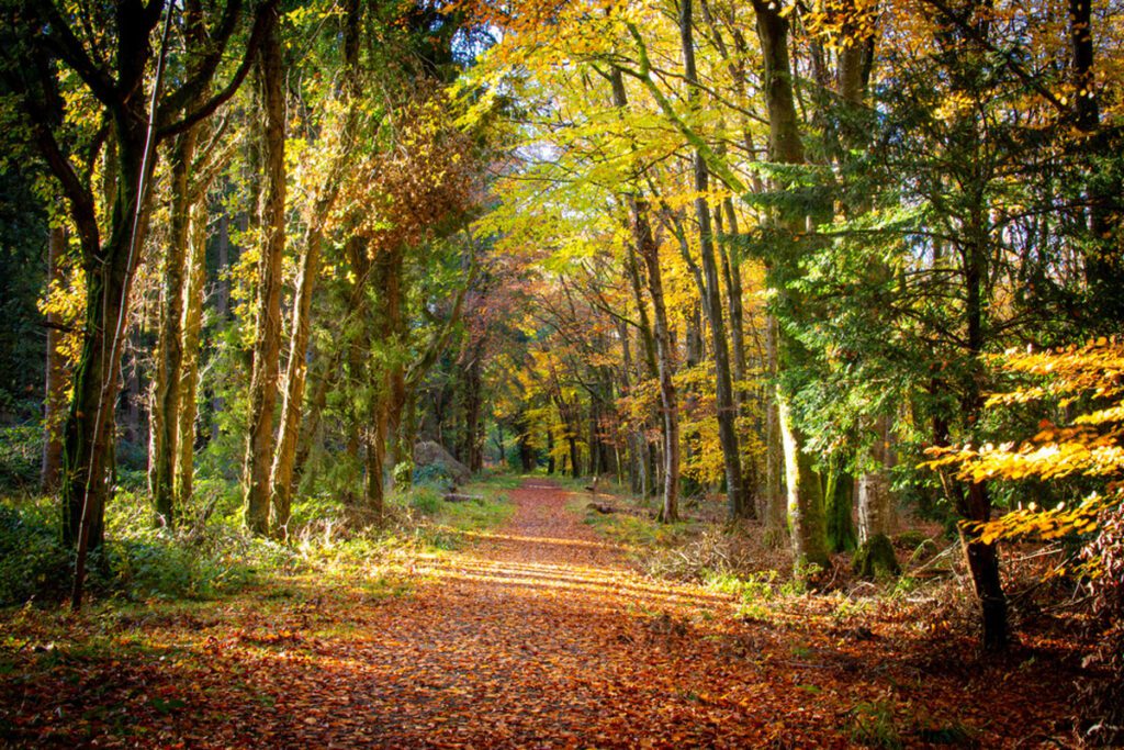 Autumn in Emo Woods