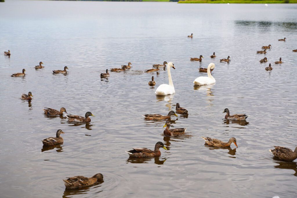 Lough Muckno Leisure Park