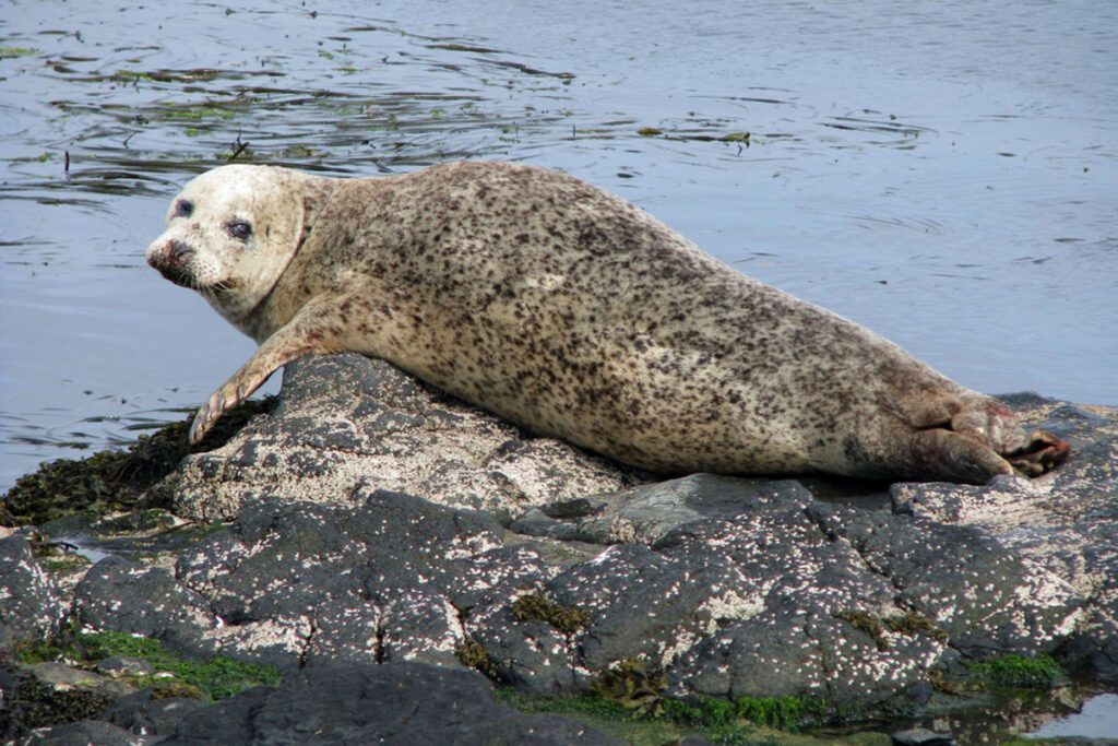 a Seal basking on a rock off Rathlin Island